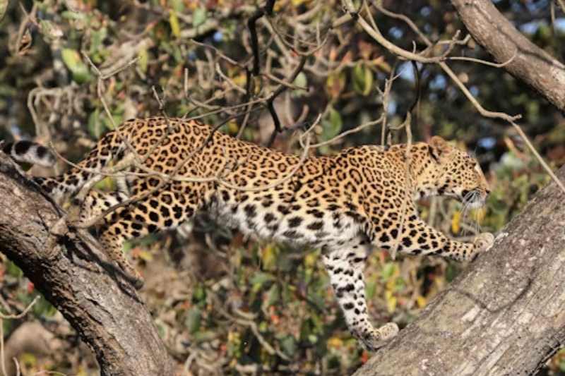Leopard