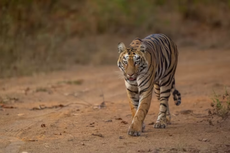 Corbett Safari
