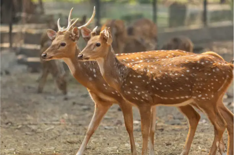 Wildlife Trails