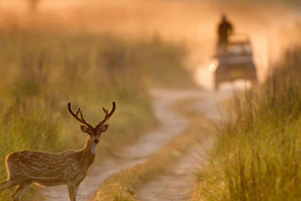 Corbett Tour